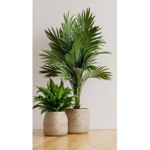 Plantes d’intérieur