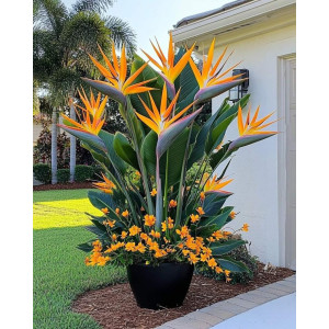 Plantes d’extérieur